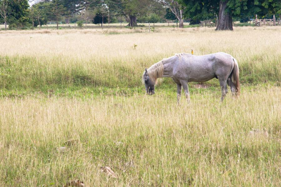 Caballo Pastando en el Campo