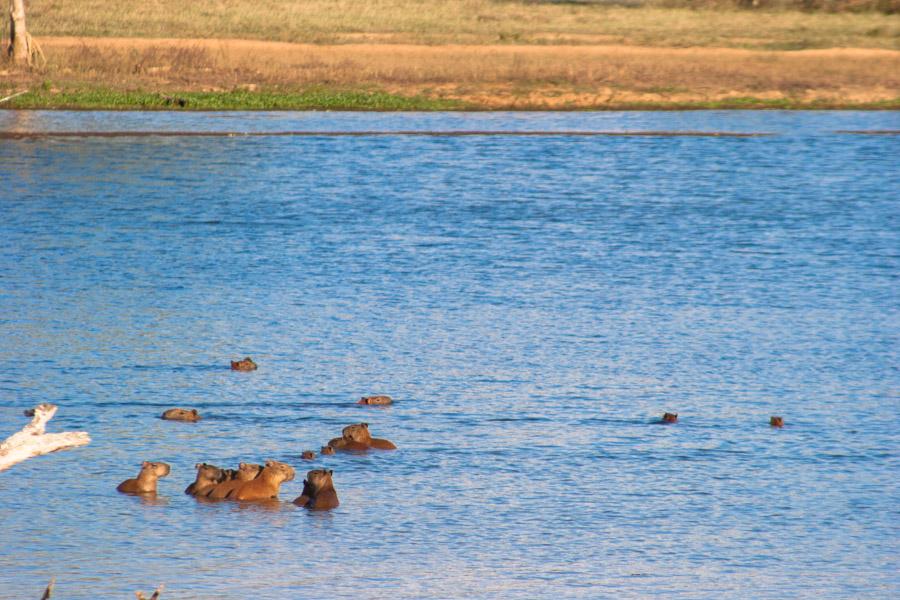 Chigüiros en el Lago, Monteria, Cordoba, Colombia