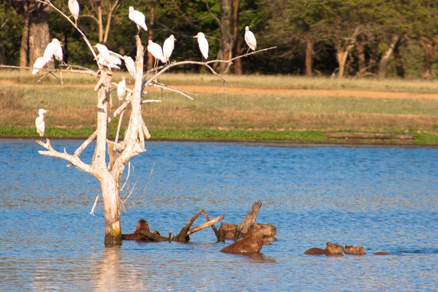 Garzas en el Arbol, Monteria, Cordoba, Colombia