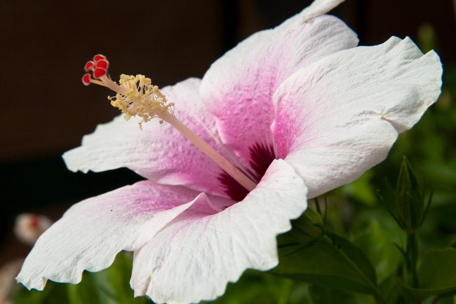 Flor San Joaquin