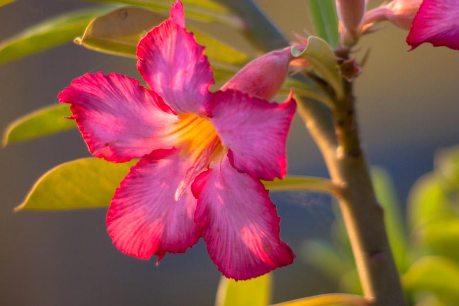 Flor San Joaquin