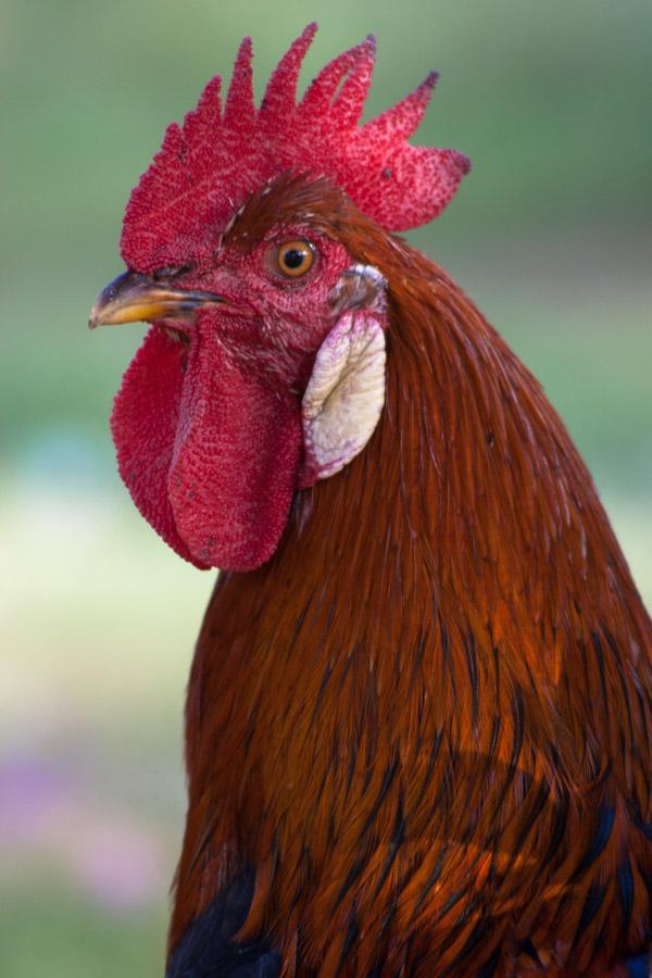 Primer Plano de la Cabeza de un Gallo