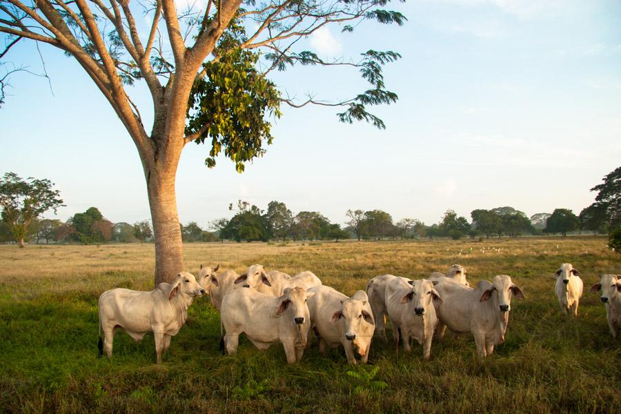 Ganado Cebu en Monteria, Cordoba, Colombia