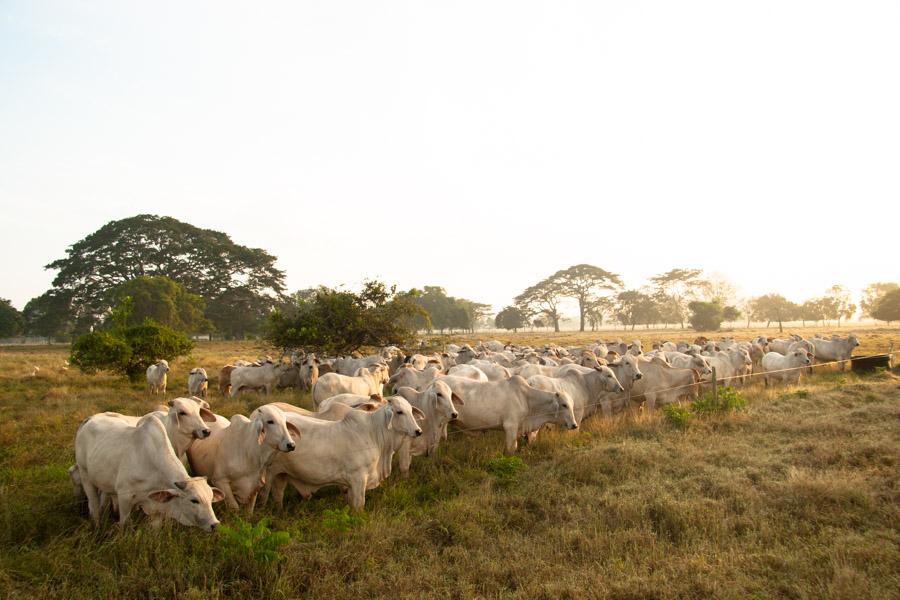 Ganado Cebu en Monteria, Cordoba, Colombia