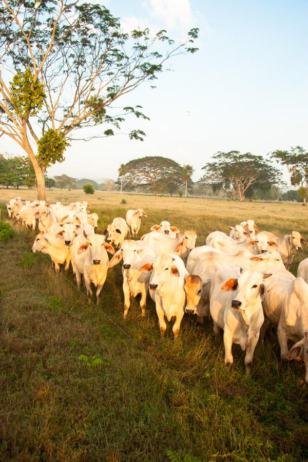 Ganado Cebu en Monteria, Cordoba, Colombia