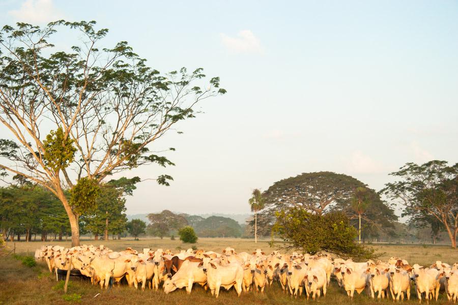 Ganado Cebu en Monteria, Cordoba, Colombia