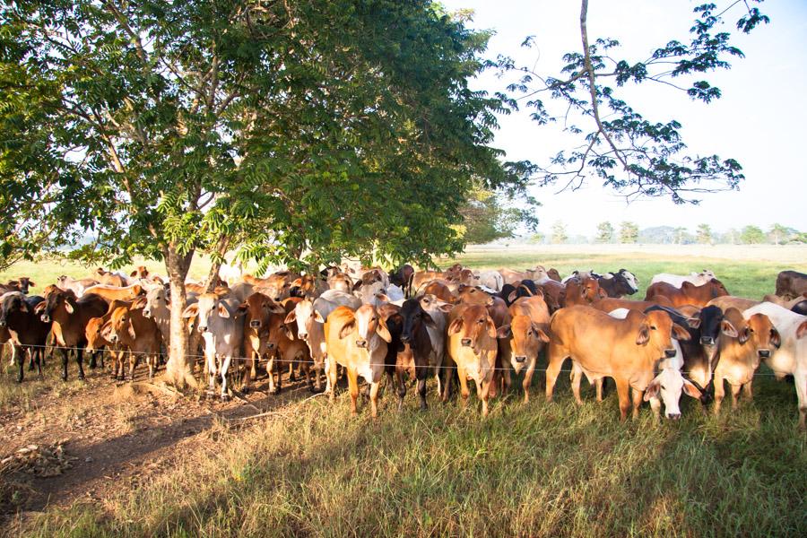 Ganado Cebu en Monteria, Cordoba, Colombia