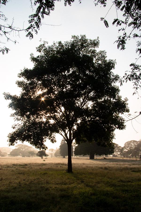 Arbol en Monteria, Cordoba, Colombia