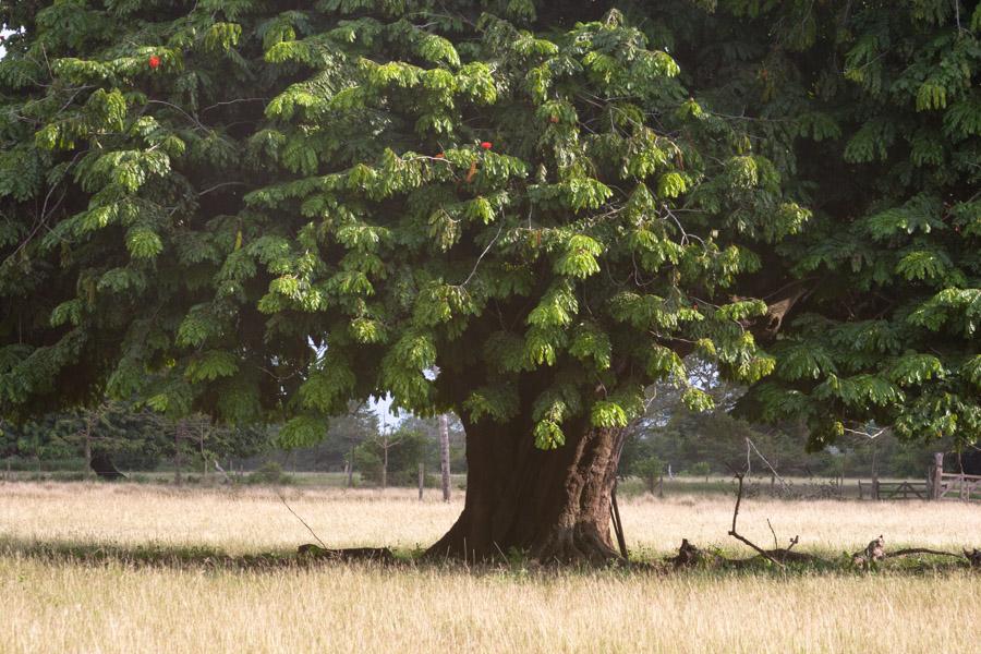 Arbol en Monteria, Cordoba, Colombia