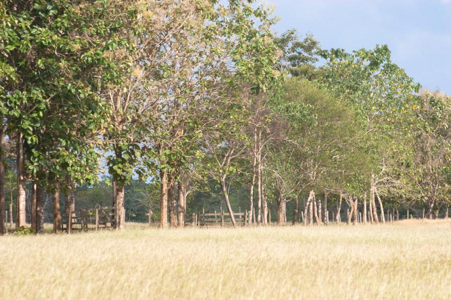 Paisaje en Monteria, Cordoba, Colombia