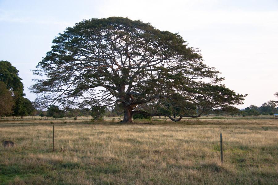 Paisaje en Monteria, Cordoba, Colombia