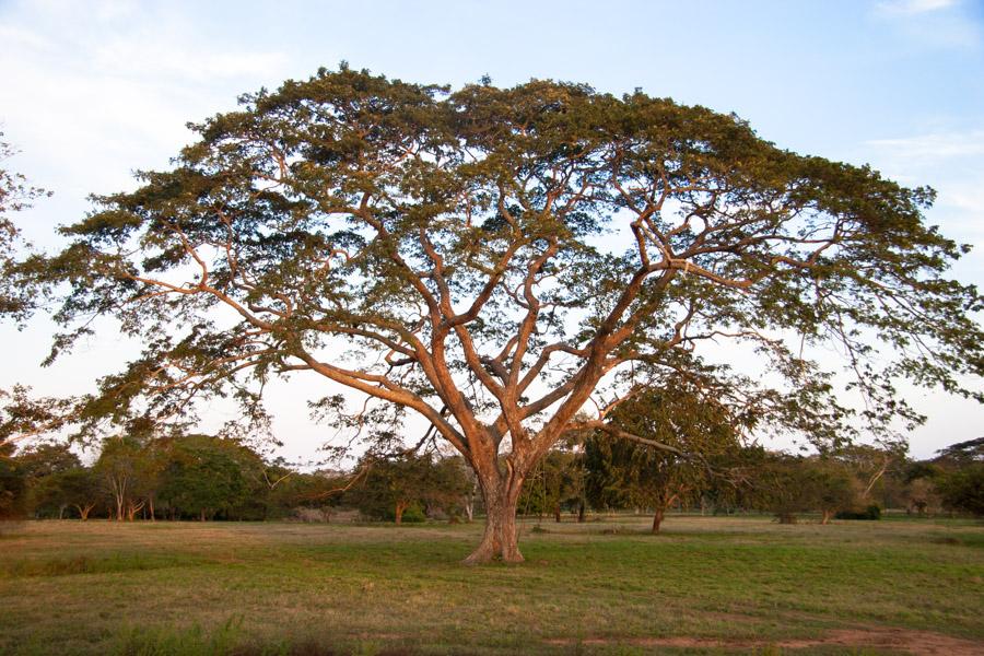 Arbol en Monteria, Cordoba, Colombia