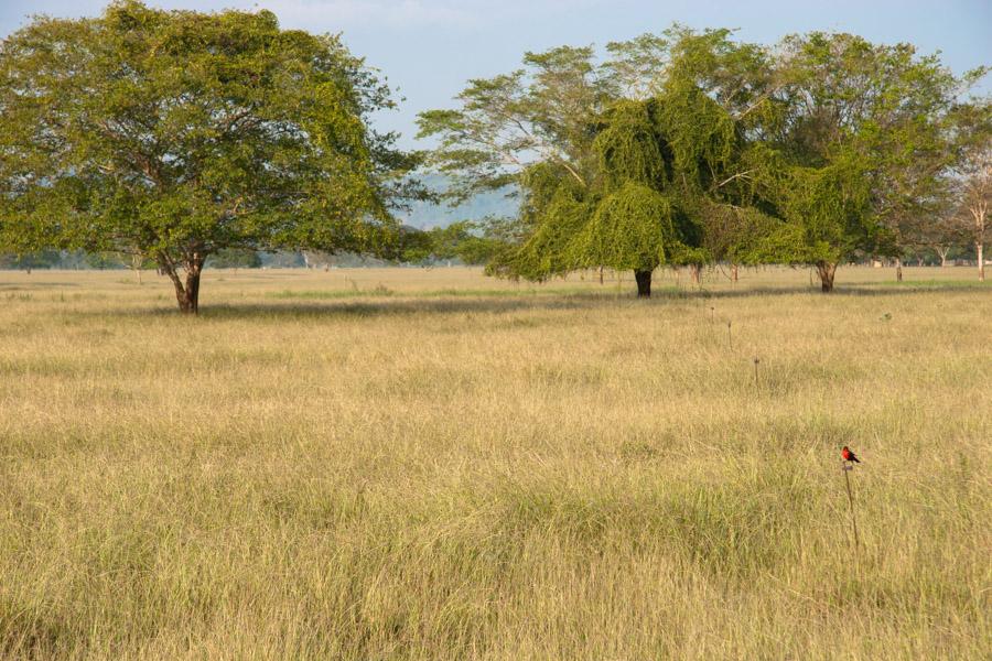 Paisaje en Monteria, Cordoba, Colombia