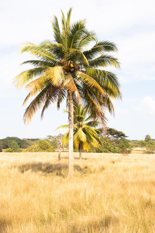 Palmeras en Monteria, Cordoba, Colombia