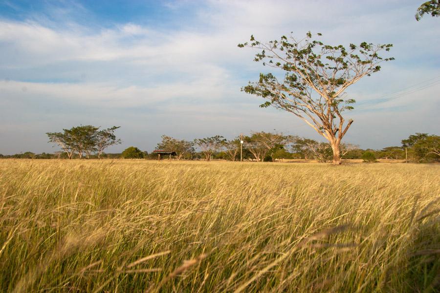 Paisaje en Monteria, Cordoba, Colombia