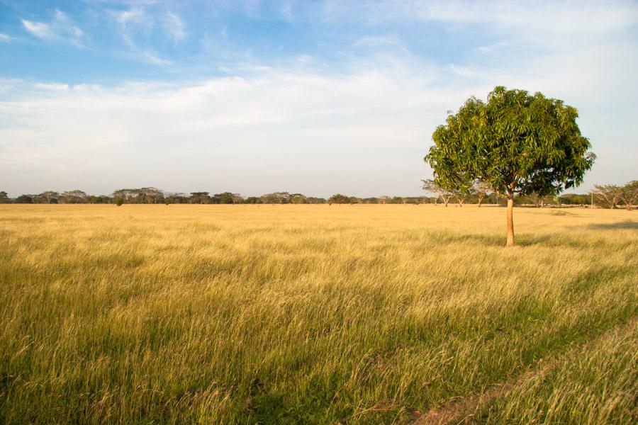 Paisaje en Monteria, Cordoba, Colombia