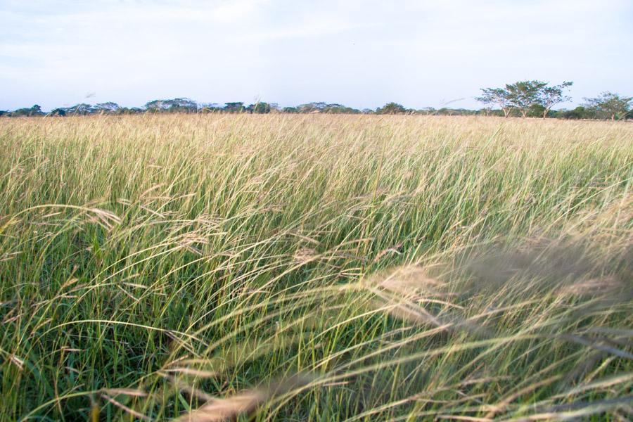 Paisaje en Monteria, Cordoba, Colombia