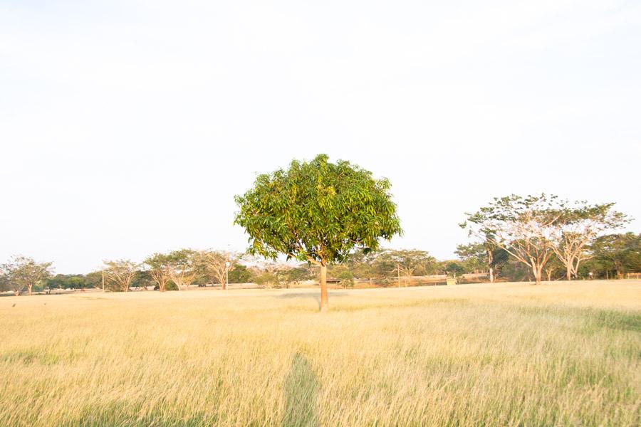 Paisaje en Monteria, Cordoba, Colombia