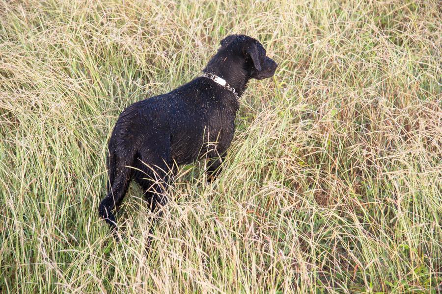 Perro en el Campo