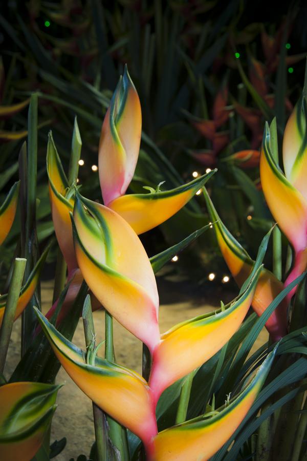 Flor Heliconia