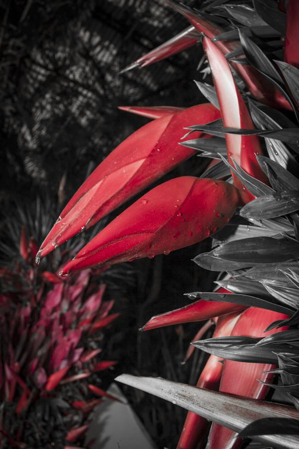 Flor Heliconia