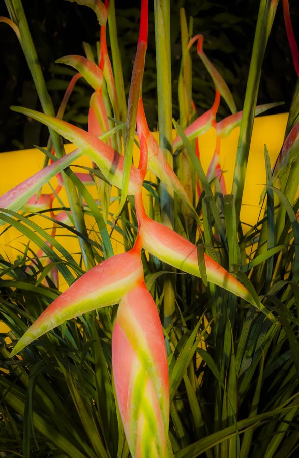 Flor Heliconia