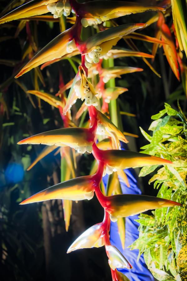 Flor Heliconia