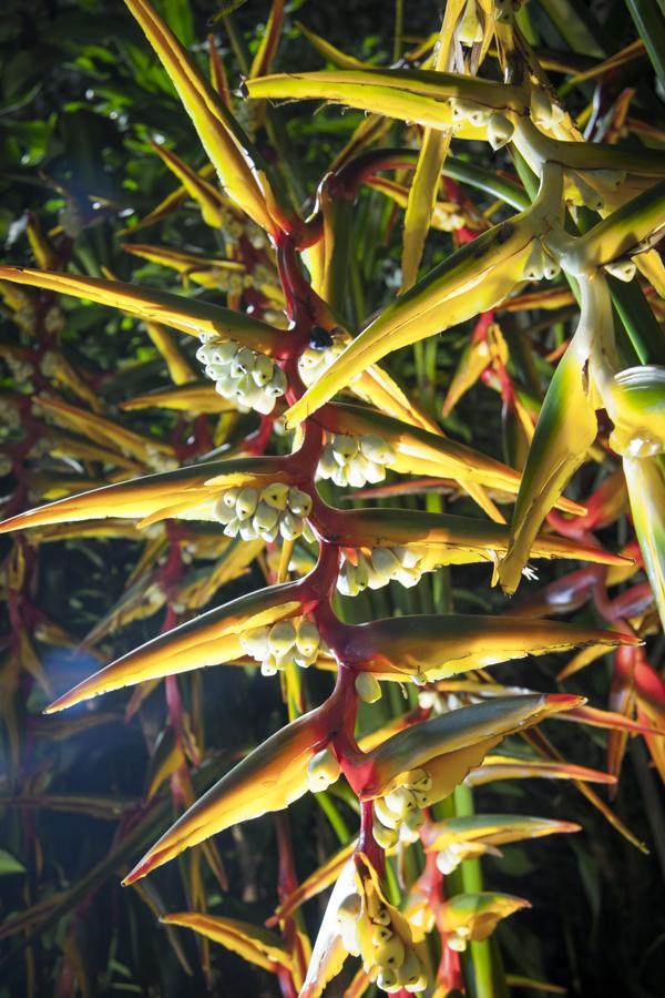 Flor Heliconia