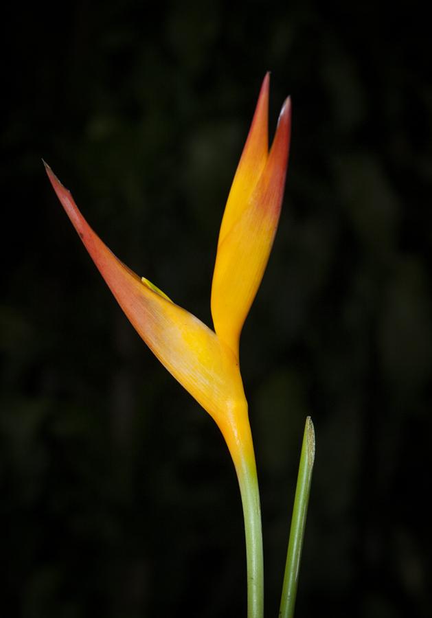 Flor Heliconia