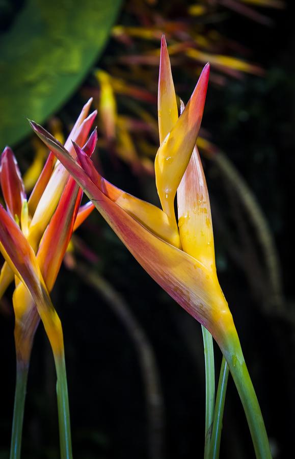 Flor Heliconia