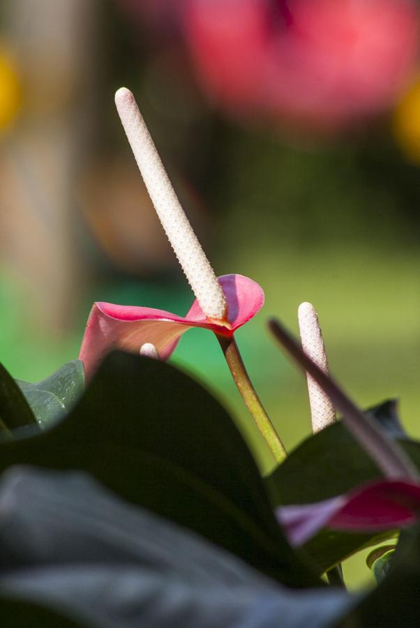 Flor de anturio