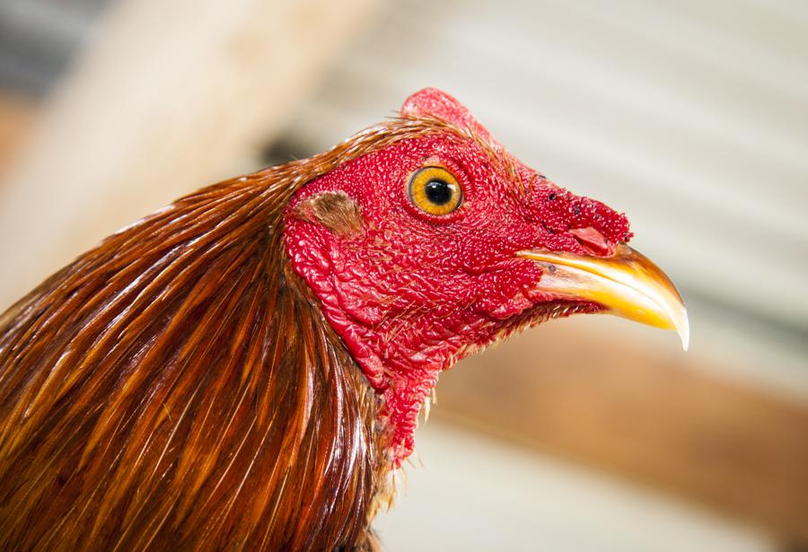 Primer Plano de un Gallo