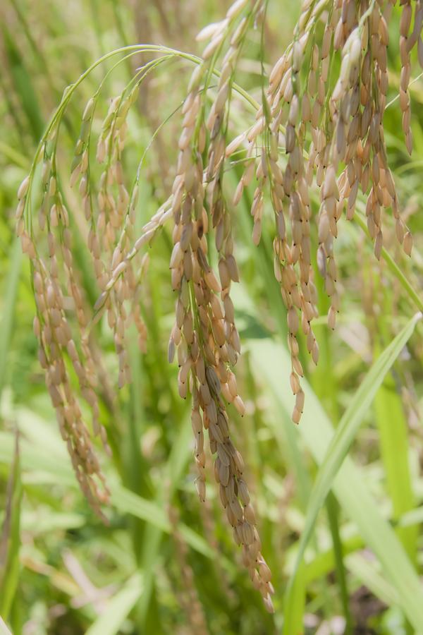 Cultivo de Arroz