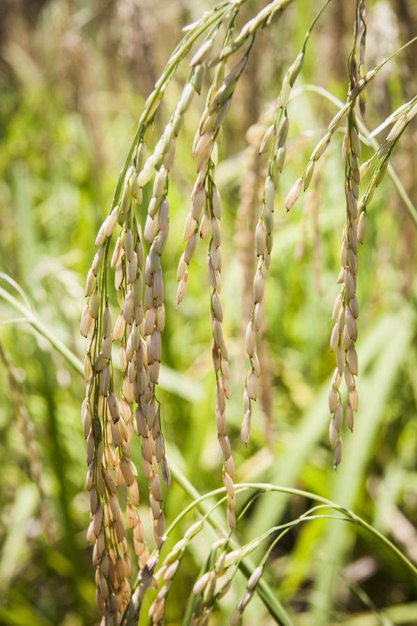 Cultivo de Arroz