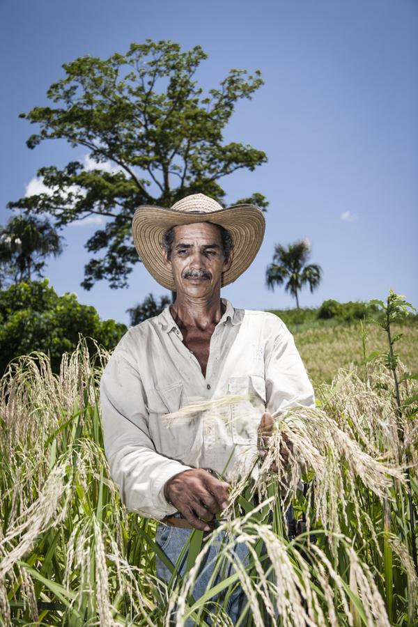 Retrato de Campesino en Cultivo de Arroz