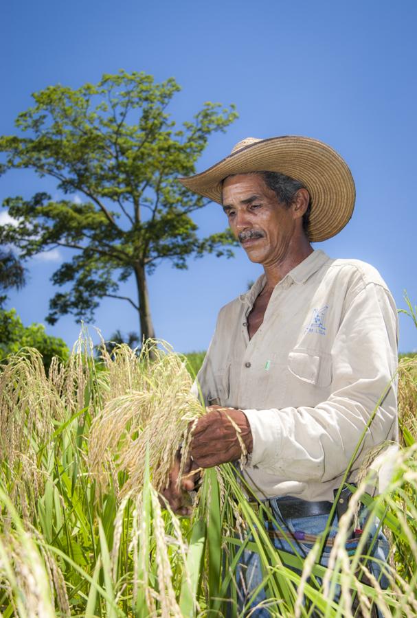 Retrato de Campesino en Cultivo de Arroz