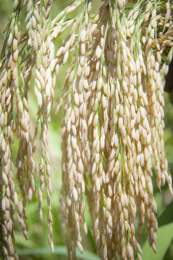 Cultivo de Arroz