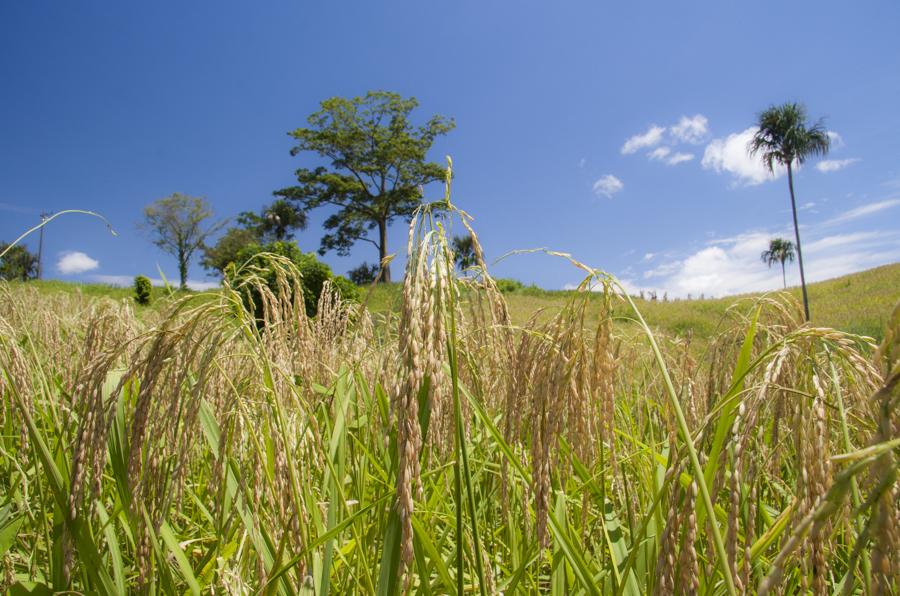 Cultivo de Arroz