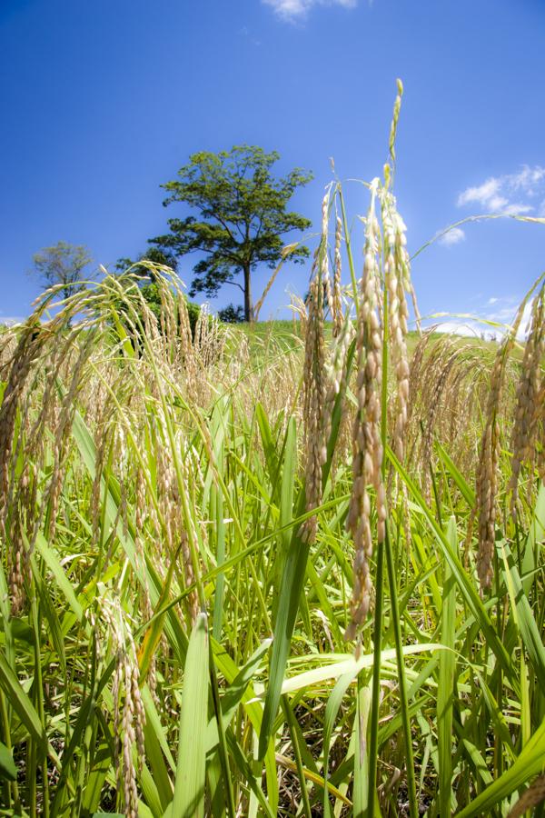 Cultivo de Arroz