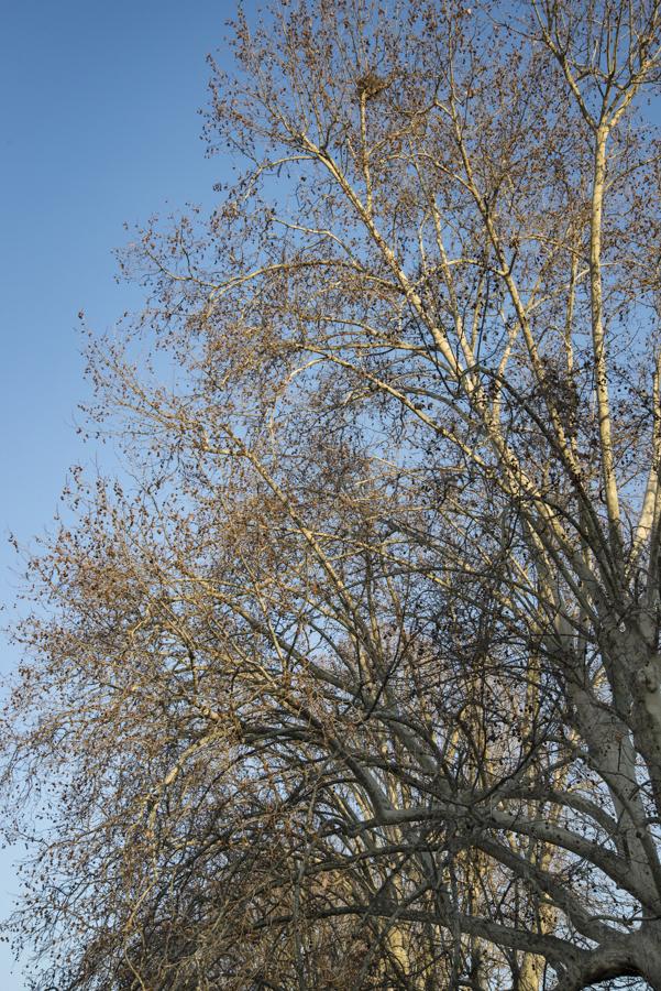 Detalle de un Arbol