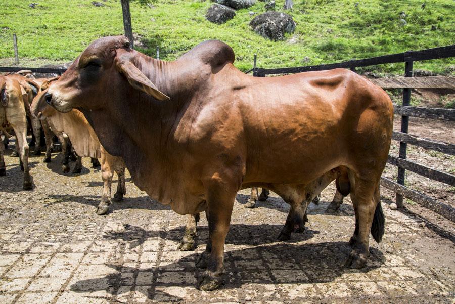 Bos taurus indicus, Tamesis, Antioquia, Colombia