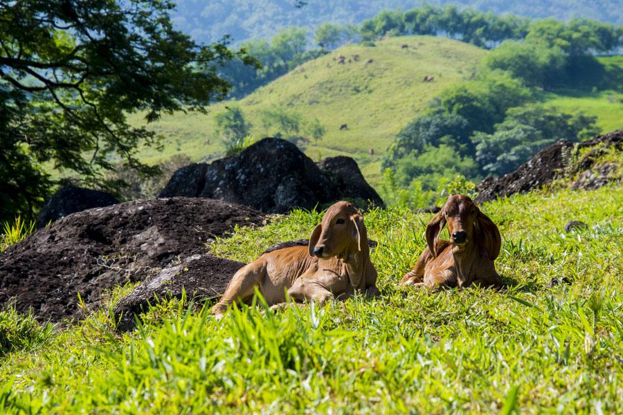 Bos taurus indicus, Tamesis, Antioquia, Colombia