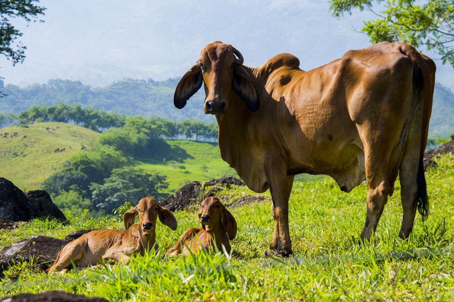 Bos taurus indicus, Tamesis, Antioquia, Colombia