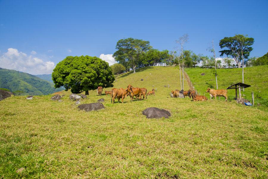 Bos taurus indicus, Tamesis, Antioquia, Colombia