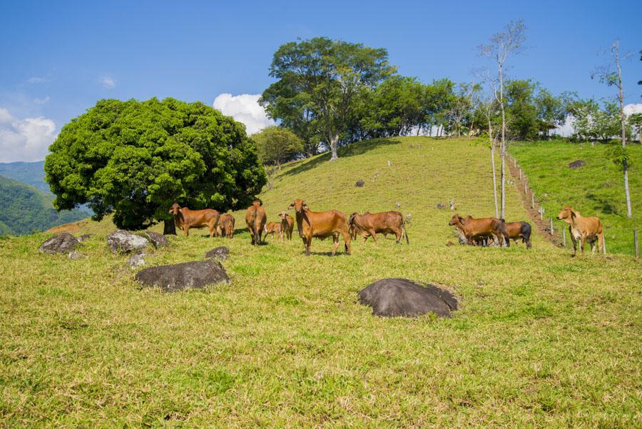 Bos taurus indicus, Tamesis, Antioquia, Colombia