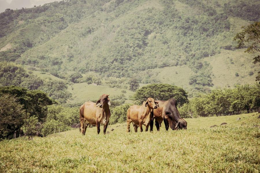 Bos taurus indicus, Tamesis, Antioquia, Colombia