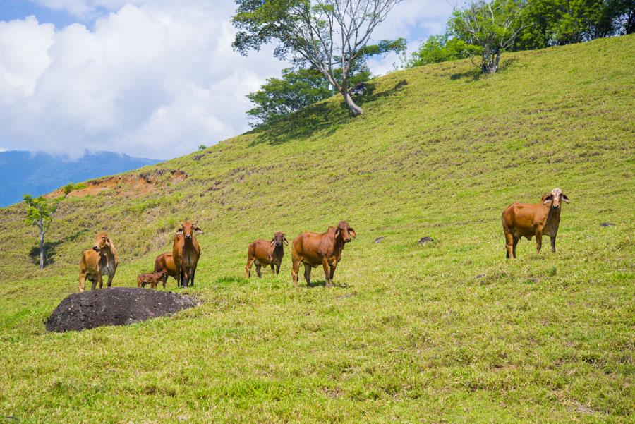 Bos taurus indicus, Tamesis, Antioquia, Colombia