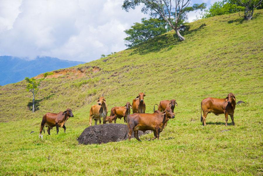 Bos taurus indicus, Tamesis, Antioquia, Colombia