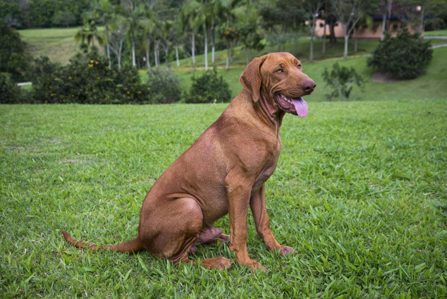 Perro Raza Mixta