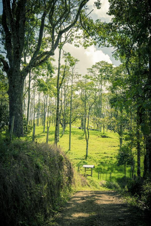 Camino en Venecia, Antioquia, Colombia